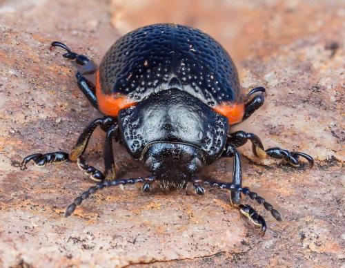 Chrysolina kuesteri